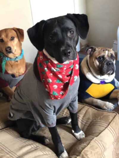 CherishedPawsCare - ,