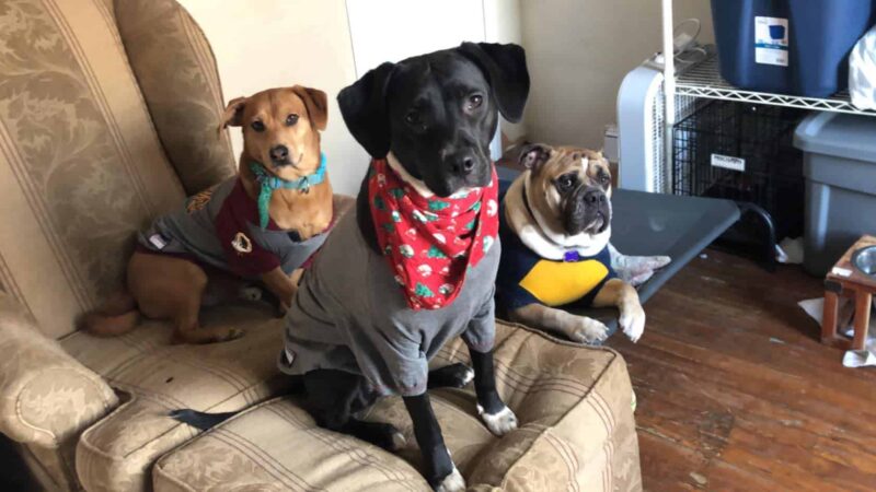 CherishedPawsCare - ,