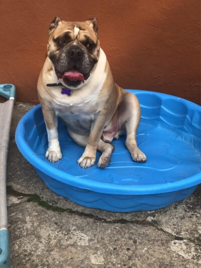 CherishedPawsCare - ,