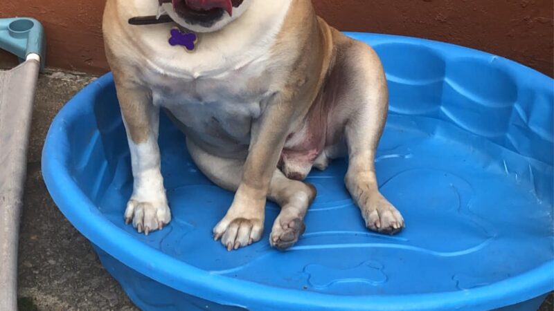 CherishedPawsCare - ,