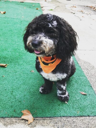 CherishedPawsCare - ,