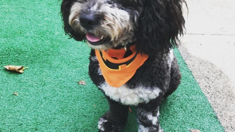 CherishedPawsCare - ,