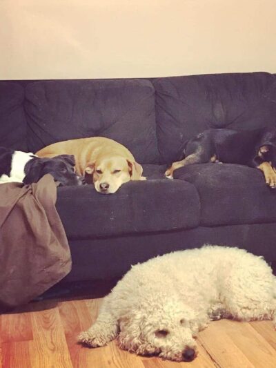 CherishedPawsCare - ,