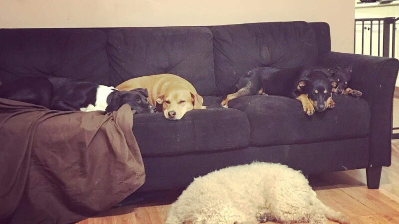 CherishedPawsCare - ,