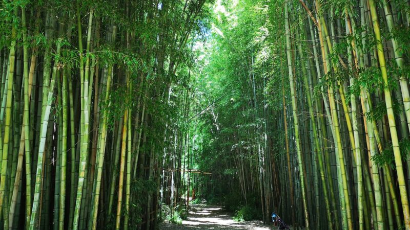 Oconaluftee Island Park - Cherokee, NC
