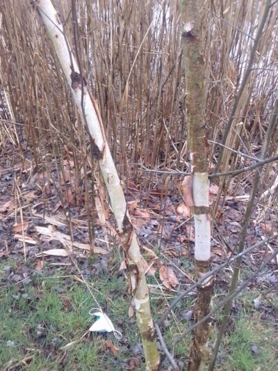 Chesapeake city park - Chesapeake City, MD