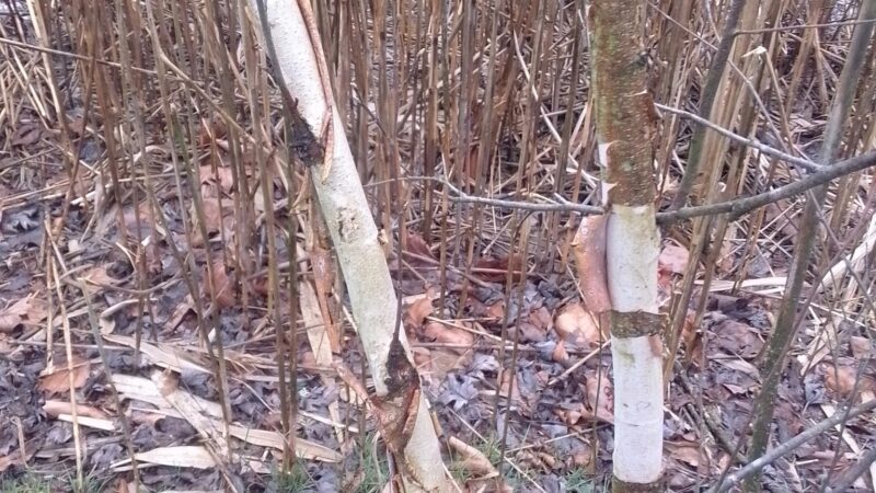 Chesapeake city park - Chesapeake City, MD