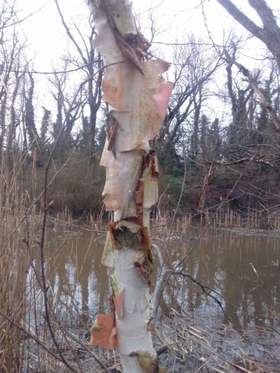 Chesapeake city park - Chesapeake City, MD