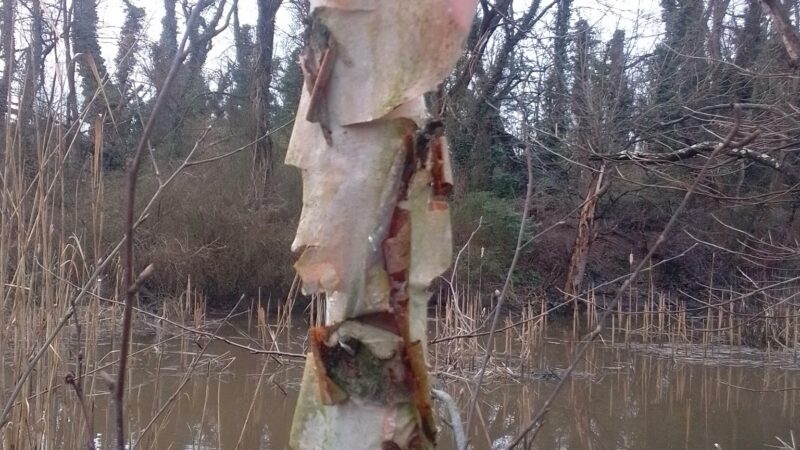Chesapeake city park - Chesapeake City, MD