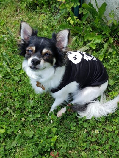 Chesterfield Kennels Dog Boarding - Chesterfield, NJ