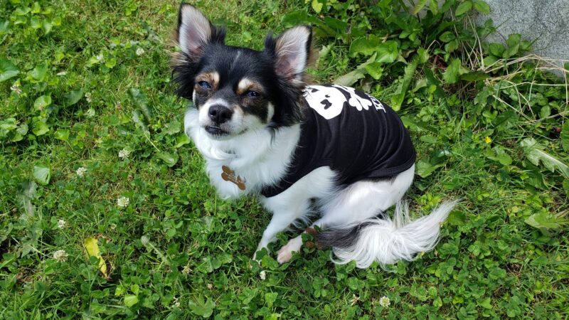 Chesterfield Kennels Dog Boarding - Chesterfield, NJ