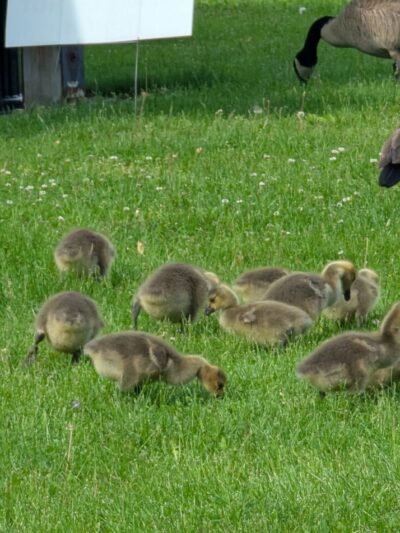 Rachel Carson Riverfront Park - Cheswick, PA