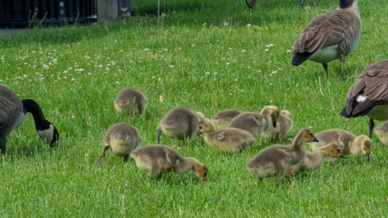 Rachel Carson Riverfront Park - Cheswick, PA