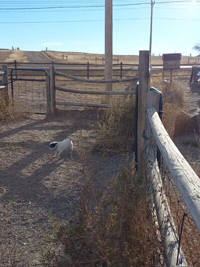 Dog Park at the Animal Shelter - Cheyenne, WY