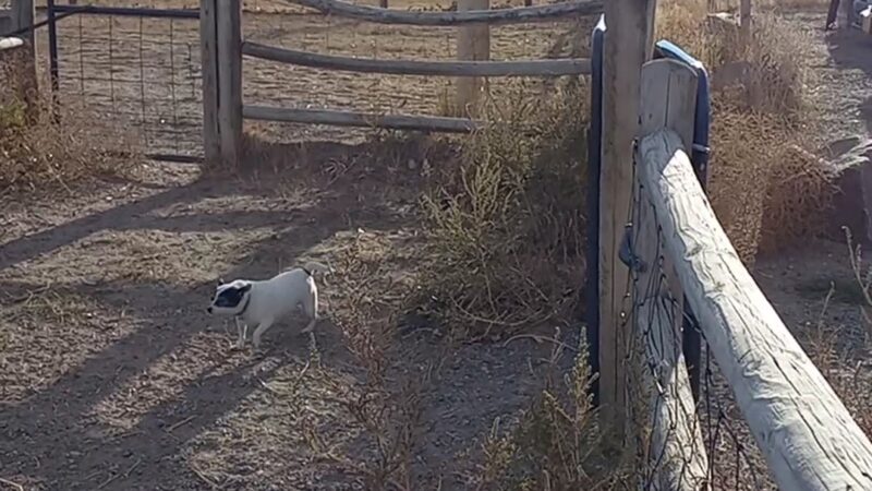 Dog Park at the Animal Shelter - Cheyenne, WY