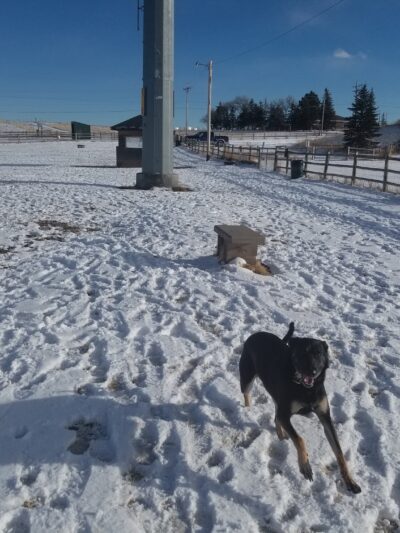Dog Park at the Animal Shelter - Cheyenne, WY