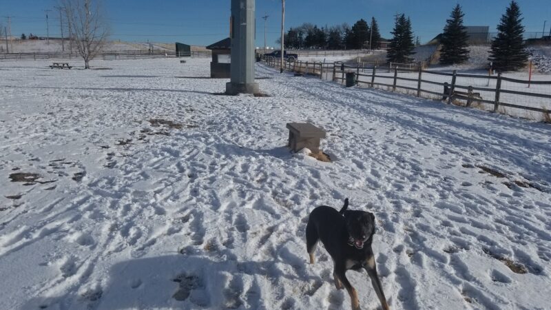 Dog Park at the Animal Shelter - Cheyenne, WY