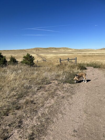 Let the dogs run dog park - Cheyenne, WY