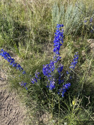 Let the dogs run dog park - Cheyenne, WY
