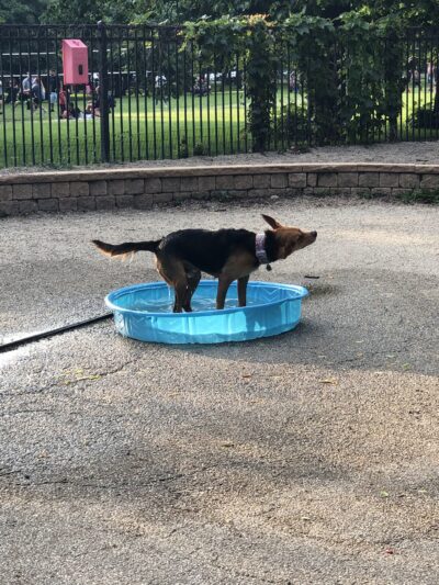 Margate Park Puptown Dog Park - Chicago, IL
