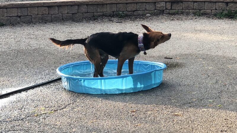 Margate Park Puptown Dog Park - Chicago, IL