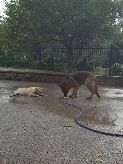 Margate Park Puptown Dog Park - Chicago, IL