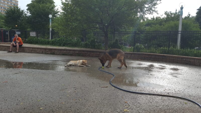 Margate Park Puptown Dog Park - Chicago, IL