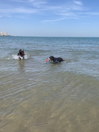 Montrose Dog Park - Chicago, IL