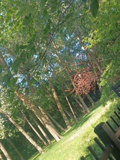 16th & Prairie Dog Park - Chicago, IL