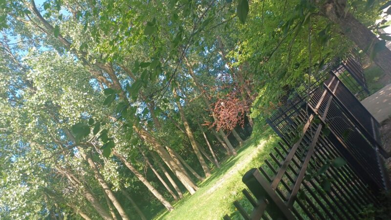 16th & Prairie Dog Park - Chicago, IL