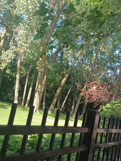 16th & Prairie Dog Park - Chicago, IL