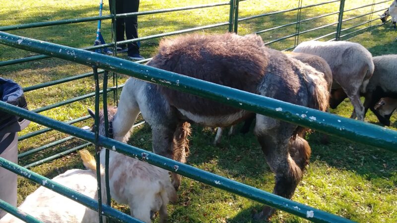 Ada (Sawyer Garrett) Park - Chicago, IL