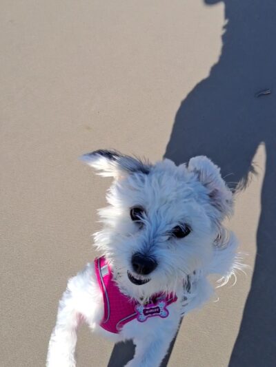 Bronzeville Dog Park #591 - Chicago, IL