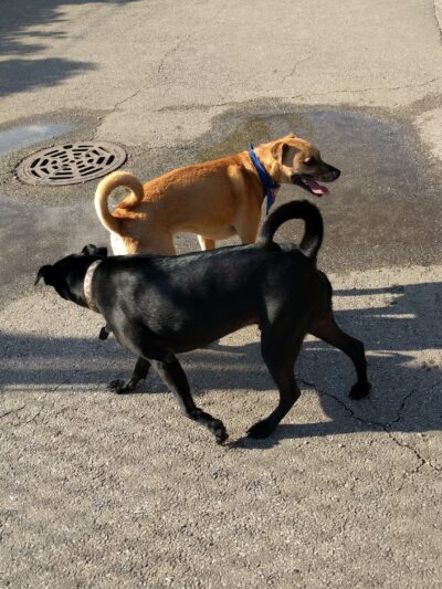 Challenger Dog Friendly Area - Chicago, IL