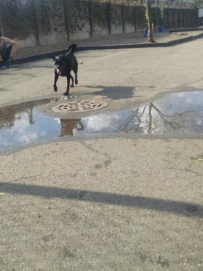 Challenger Dog Friendly Area - Chicago, IL