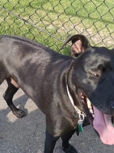 Challenger Dog Friendly Area - Chicago, IL