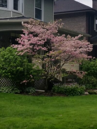 Crescent Park - Chicago, IL