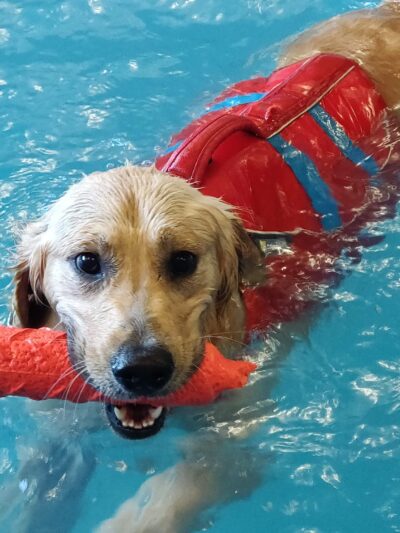 Doggy Paddle Aquatic Center For Dogs - Chicago, IL