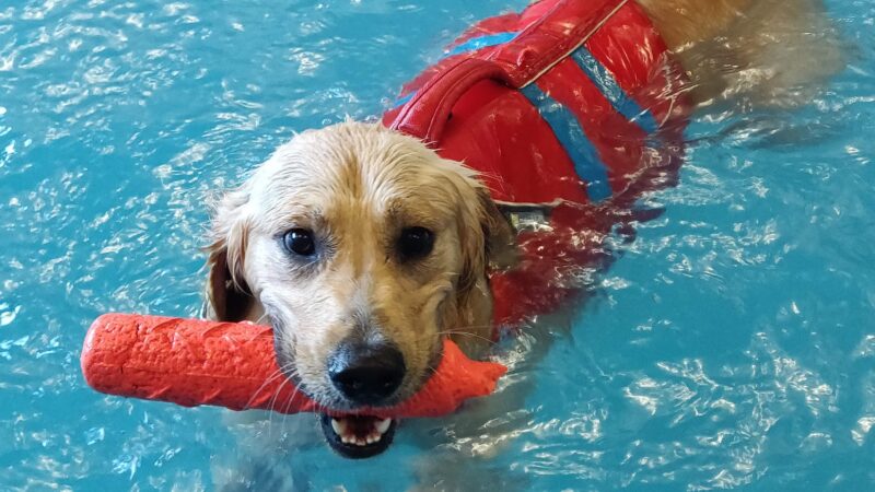 Doggy Paddle Aquatic Center For Dogs - Chicago, IL