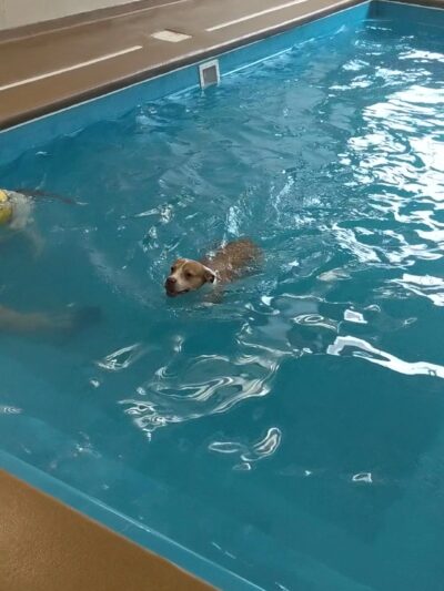 Doggy Paddle Aquatic Center For Dogs - Chicago, IL