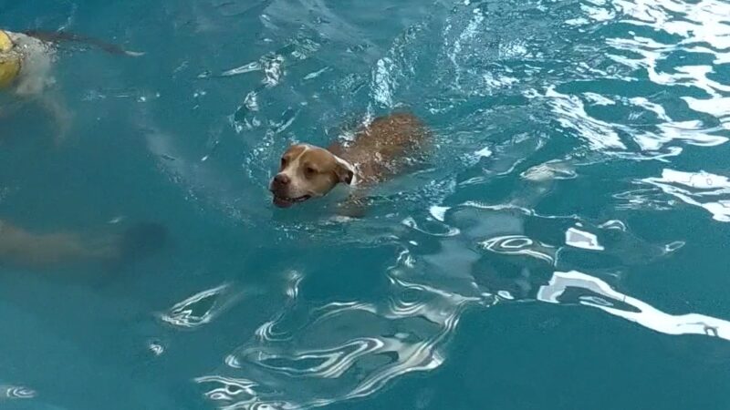 Doggy Paddle Aquatic Center For Dogs - Chicago, IL