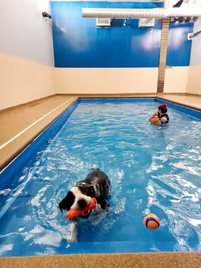 Doggy Paddle Aquatic Center For Dogs - Chicago, IL