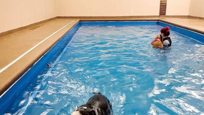 Doggy Paddle Aquatic Center For Dogs - Chicago, IL
