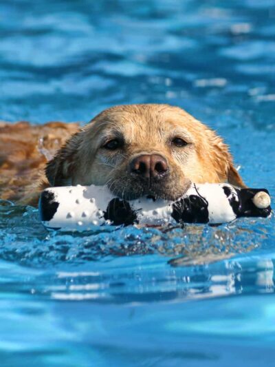 Doggy Paddle Aquatic Center For Dogs - Chicago, IL