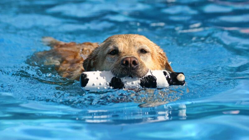 Doggy Paddle Aquatic Center For Dogs - Chicago, IL