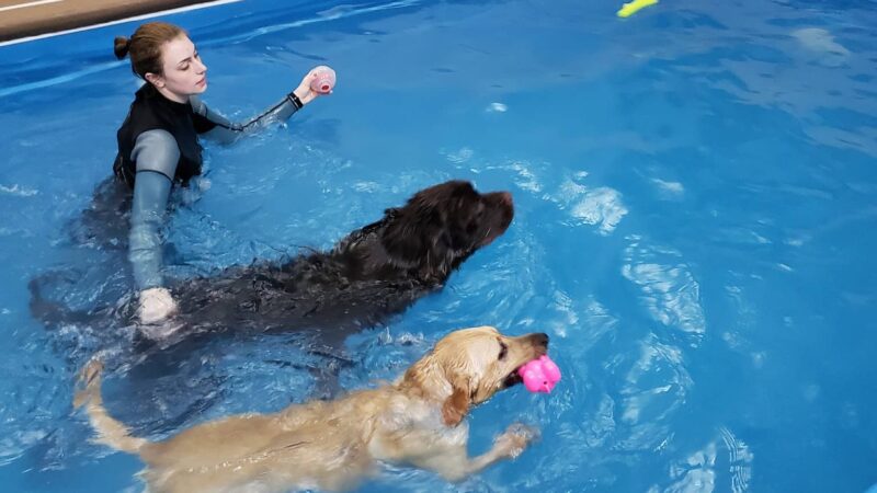 Doggy Paddle Aquatic Center For Dogs - Chicago, IL