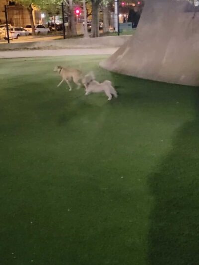 Fred Anderson Dog Friendly Area - Chicago, IL