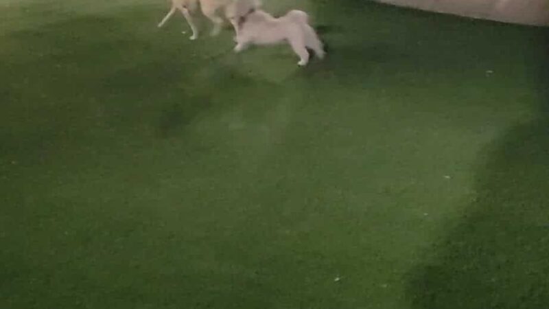 Fred Anderson Dog Friendly Area - Chicago, IL