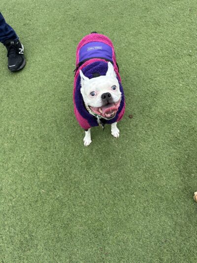 Fred Anderson Dog Friendly Area - Chicago, IL