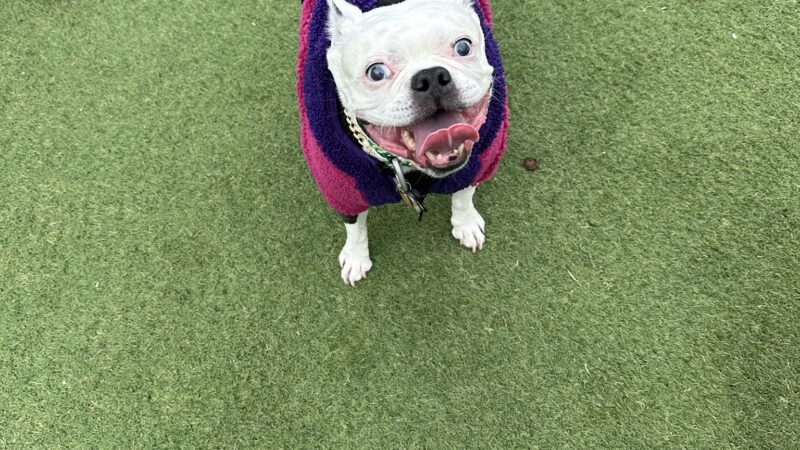 Fred Anderson Dog Friendly Area - Chicago, IL